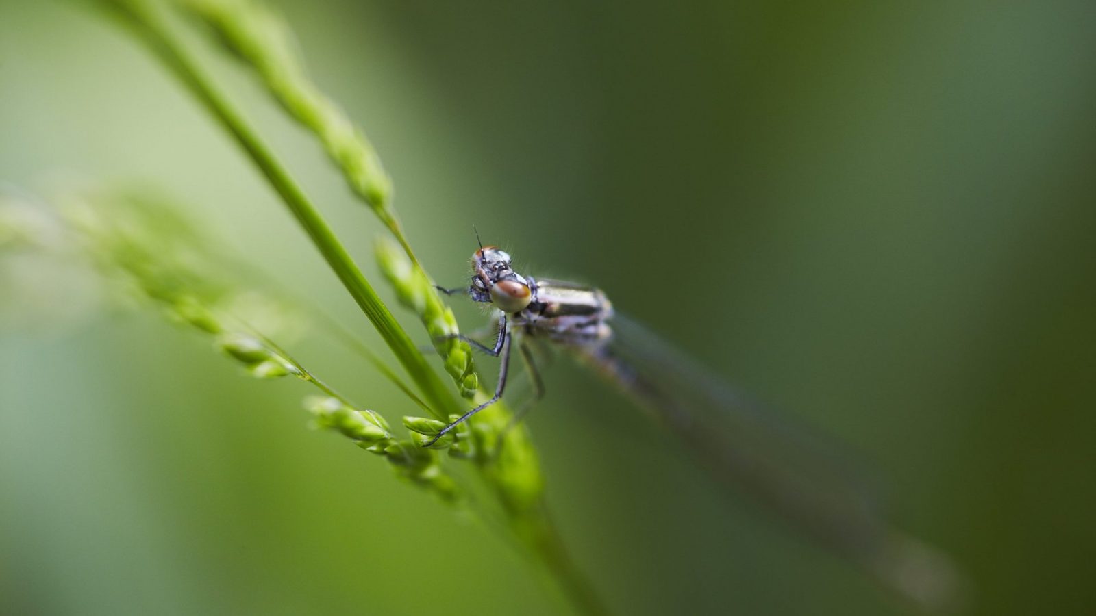 Fuzzy Dragonfly, House of Dragonflies, Destination La Roche-sur-Yon