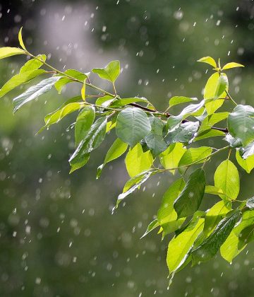 Chouette, il pleut !