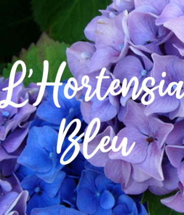 L&rsquo;Hortensia Bleu