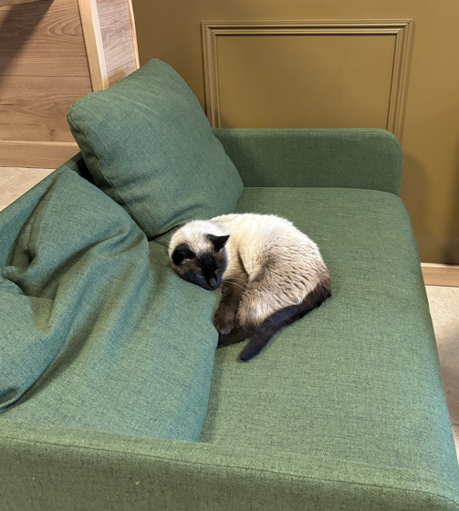 Le Chalet : venez pour un café, repartez avec un chat