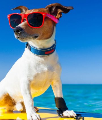 Voyagez avec votre chien à La Roche-sur-Yon
