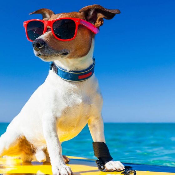 Voyagez avec votre chien à La Roche-sur-Yon