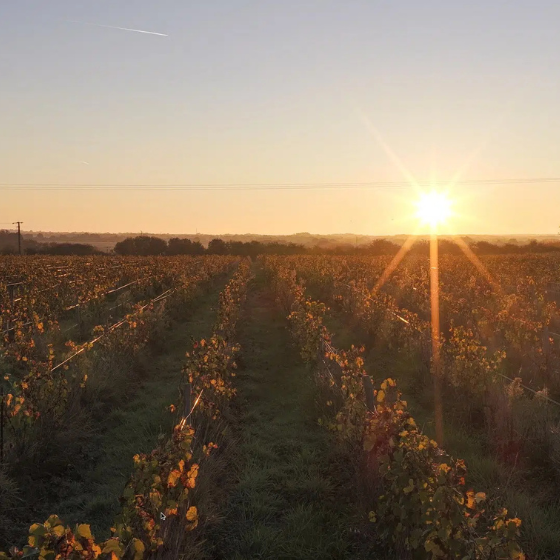 Univers des vignobles et découverte du terroir vendéen chez Vendesia.