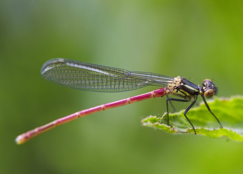 Sortie nature « Petites Nymphes, demoiselles et autres libellules »