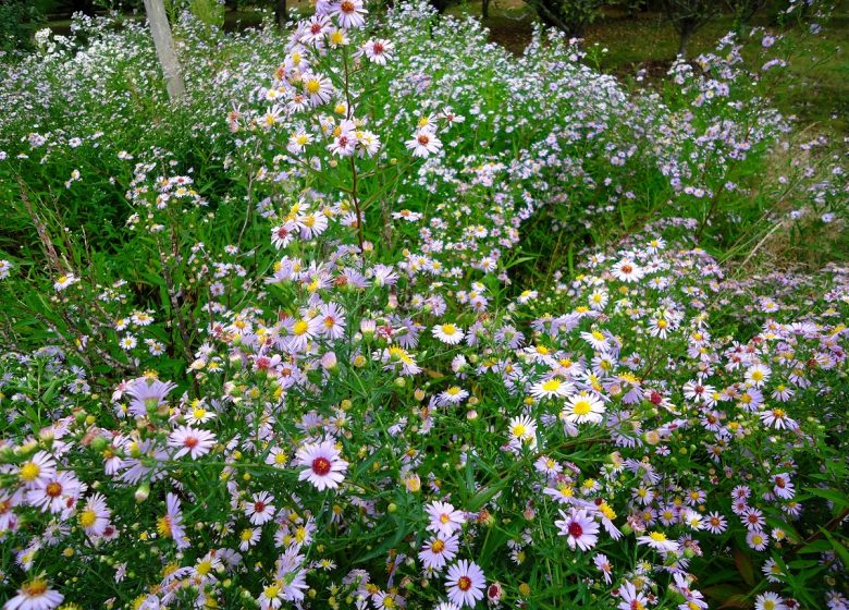 LES JARDINS DU LORIOT