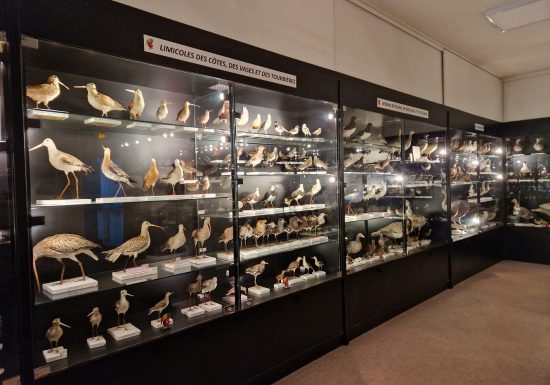 Musée ornithologique Charles Payraudeau