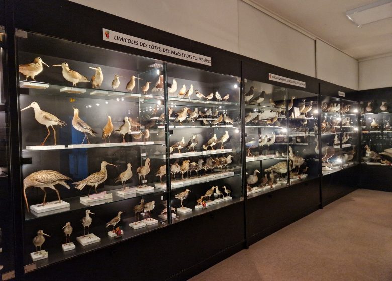 Musée ornithologique Charles Payraudeau