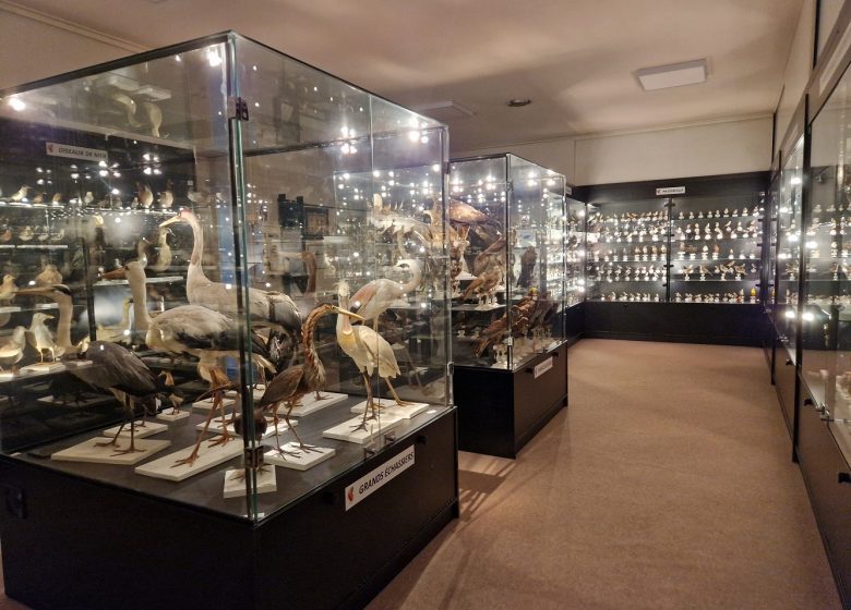 CHARLES PAYRAUDEAU ORNITHOLOGICAL MUSEUM