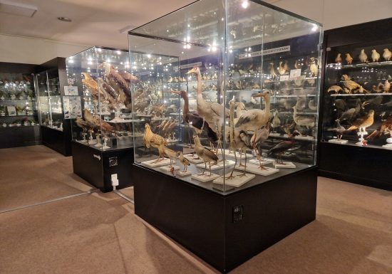 Musée ornithologique Charles Payraudeau