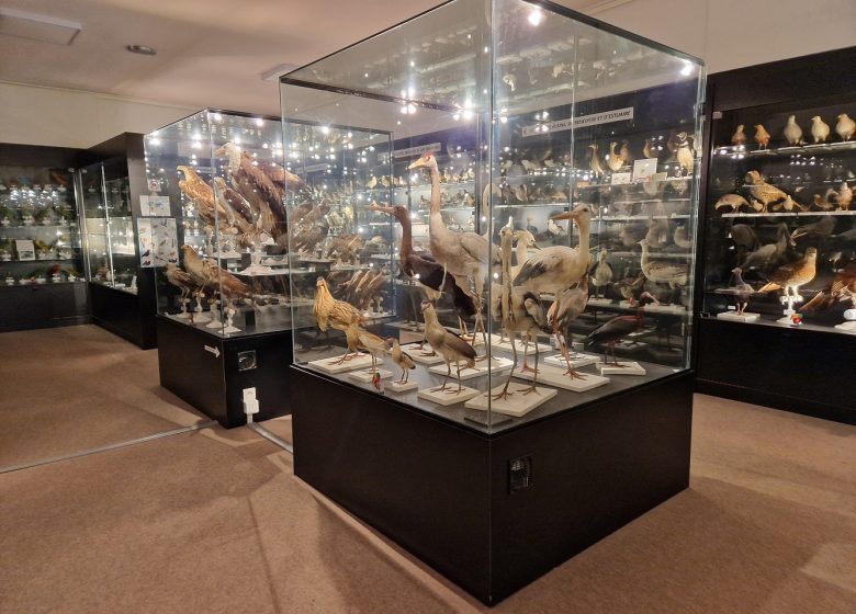 CHARLES PAYRAUDEAU ORNITHOLOGICAL MUSEUM