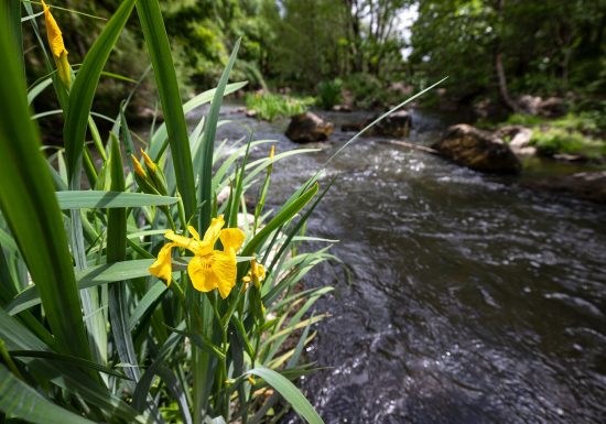 Sentier de l’Aubépine (le Tablier)