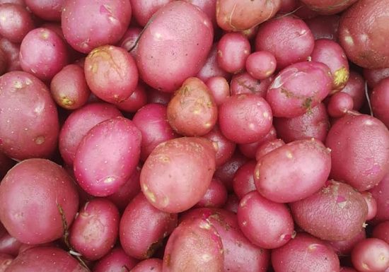 LES JARDINS DE PUYRAJOUX