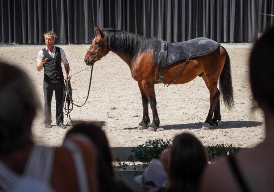 L&rsquo;été au Haras