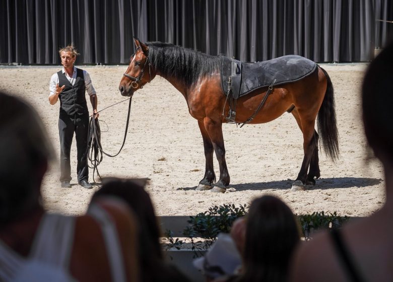 L&rsquo;été au Haras