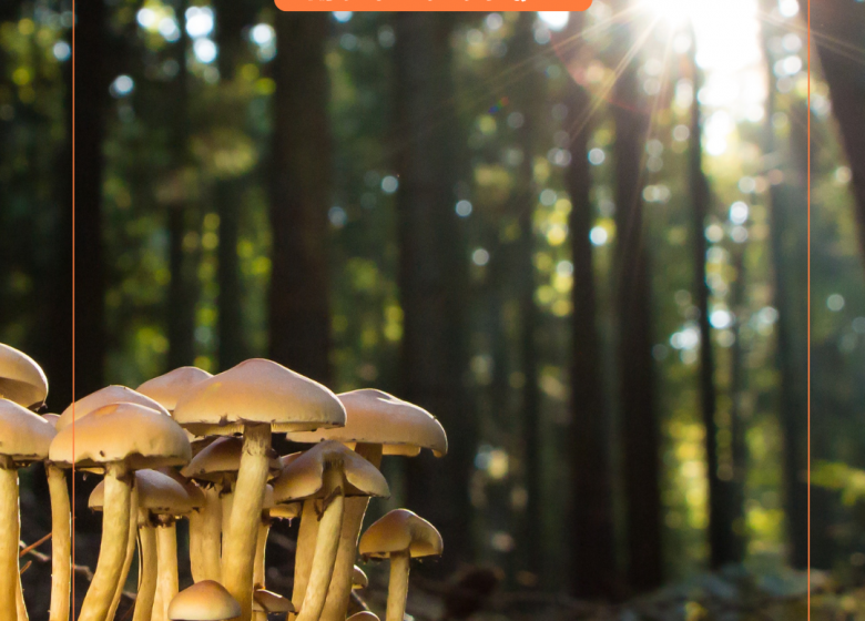 Sortie nature – Champignons & Co