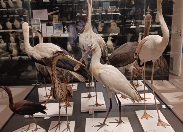 Nuit des Musées
