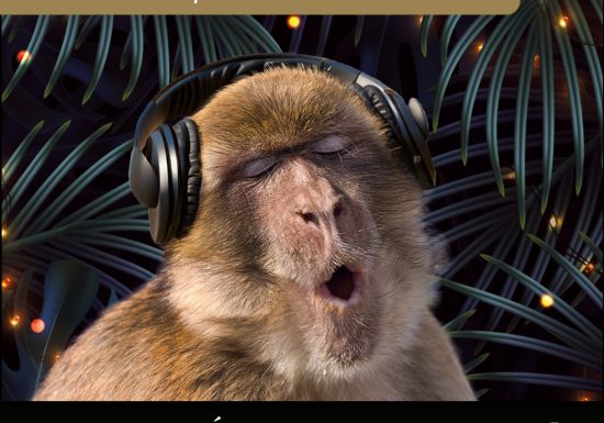 Monkey&rsquo;s Parties • Blind Test