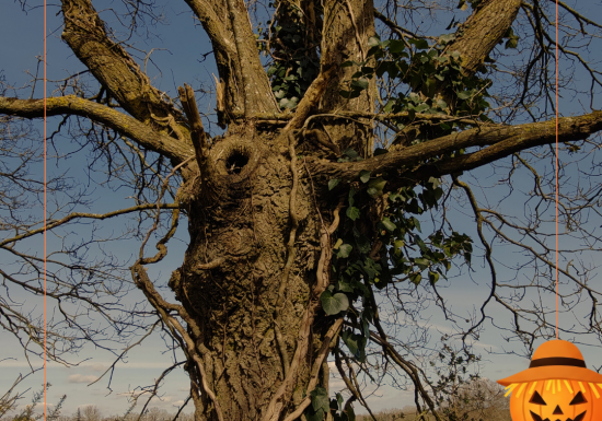 Sortie nature – Sur le sentier des Trognes