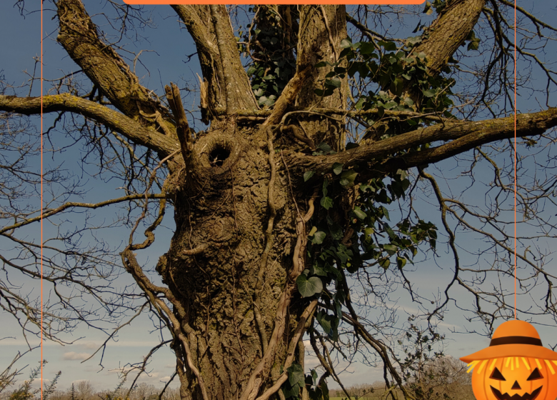 Sortie nature – Sur le sentier des Trognes