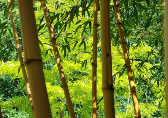 Les rendez-vous aux jardins
