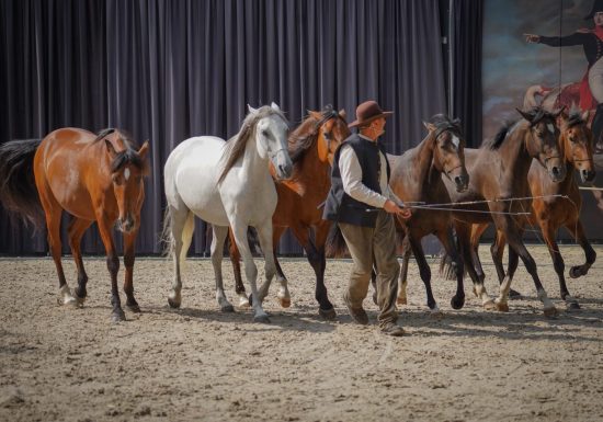 L&rsquo;été au Haras