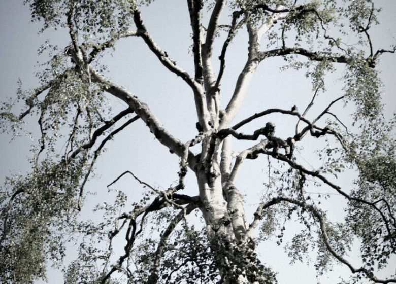 Auprès de nos arbres