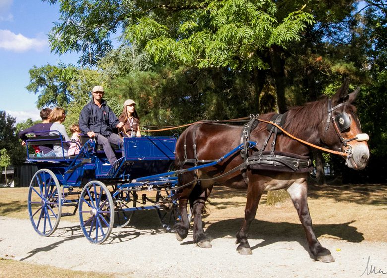 VENDEE HARAS