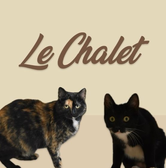 Le Chalet – Bar à chats