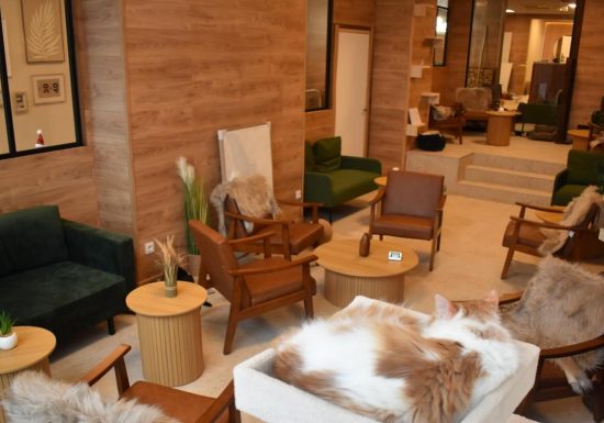 Le Chalet – Bar à chats