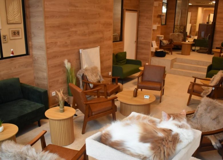Le Chalet – Bar à chats