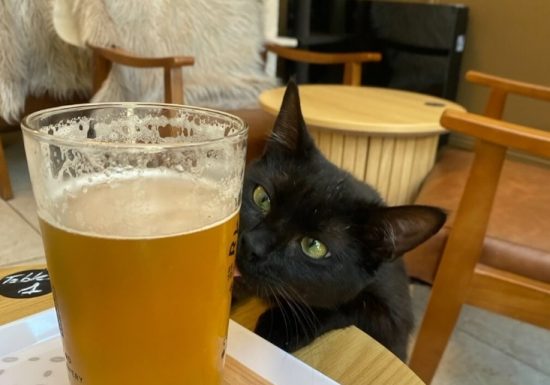 Le Chalet – Bar à chats