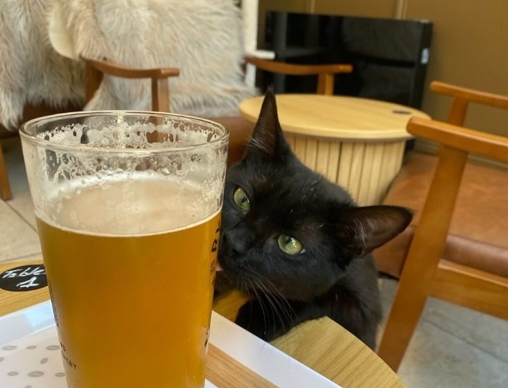 Le Chalet – Bar à chats
