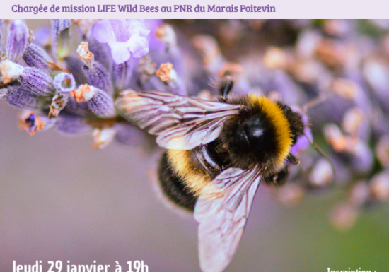 Conférence : abeilles sauvages, ces inconnues à protéger