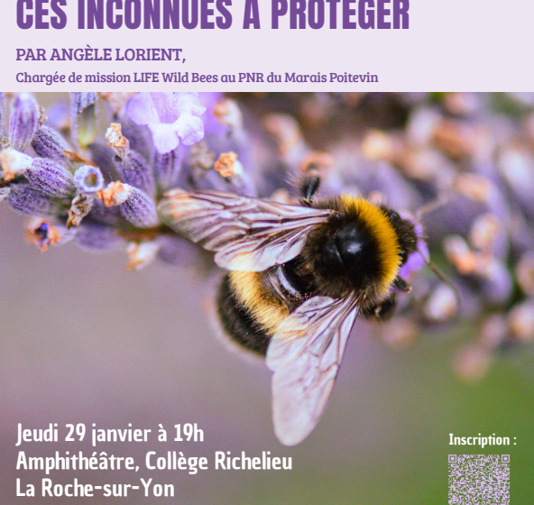 Conférence : abeilles sauvages, ces inconnues à protéger