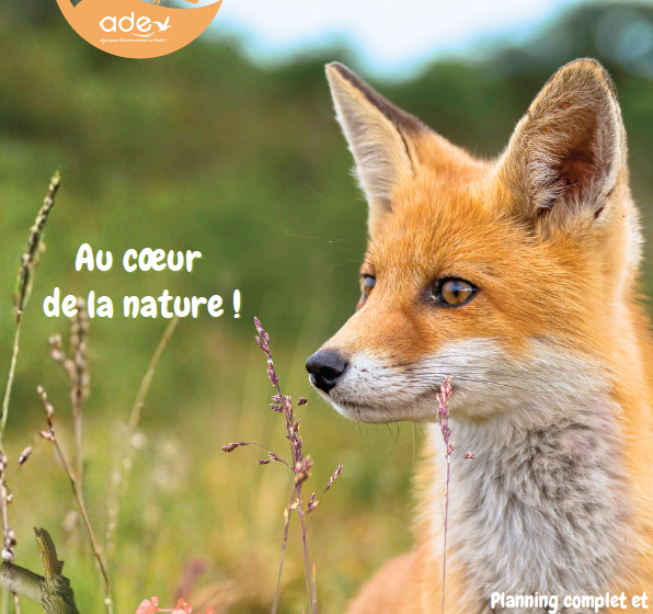 Balade Nature – Insectes à vue
