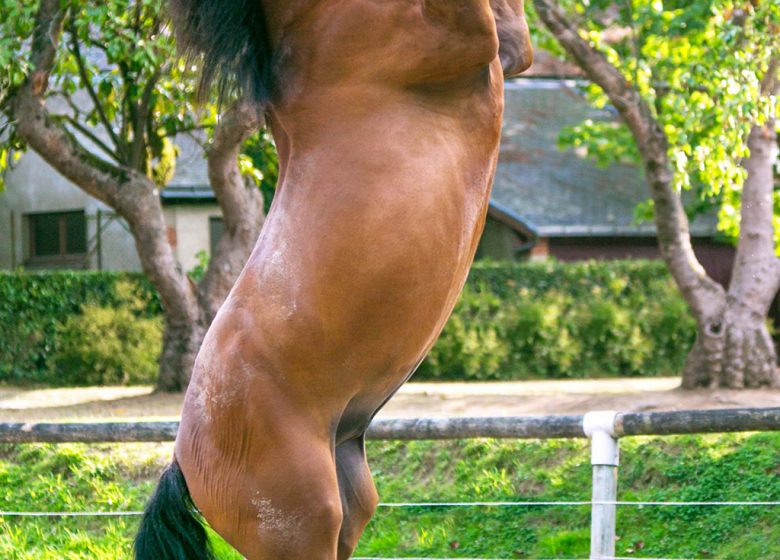 Haras de la Vendée