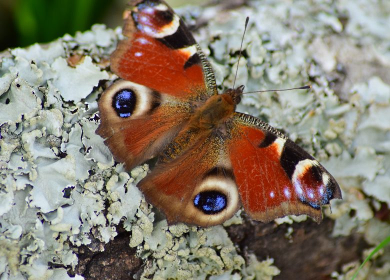 Sortie nature « Petites bêtes au bord de l’Yon »