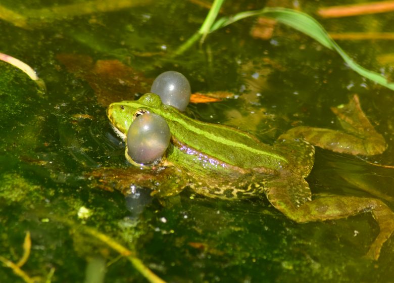 Sortie nature « Petites bêtes au bord de l’Yon »