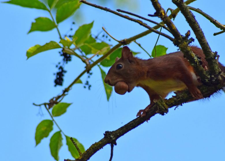Les safaris Plumes et Pattes de la Destination La Roche-sur-Yon