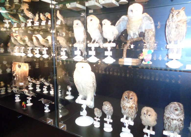 JEP Visite du Musée Ornithologique Charles Payraudeau
