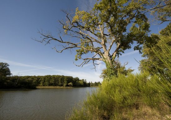 Étang du Plessis Bergeret