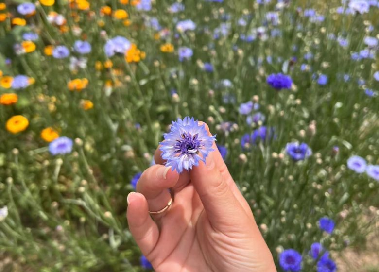 Le champ aux fleurs