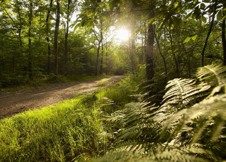 FORÊT DE LA CHAIZE