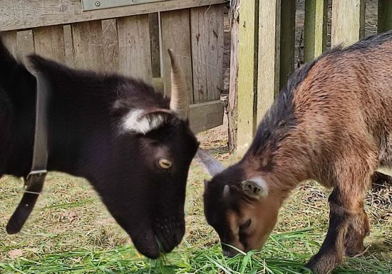 LA FERME PÉDAGOGIQUE DE LA JARRIE