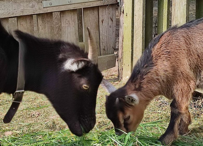 LA FERME PÉDAGOGIQUE DE LA JARRIE