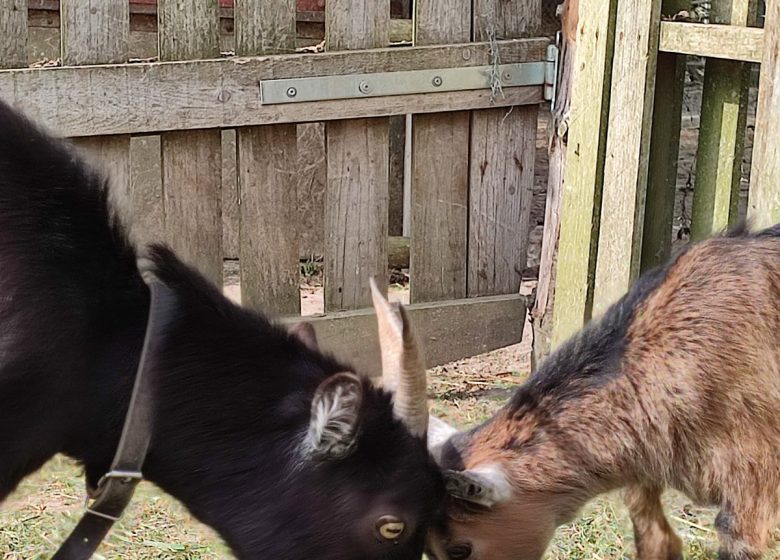 LA FERME PÉDAGOGIQUE DE LA JARRIE