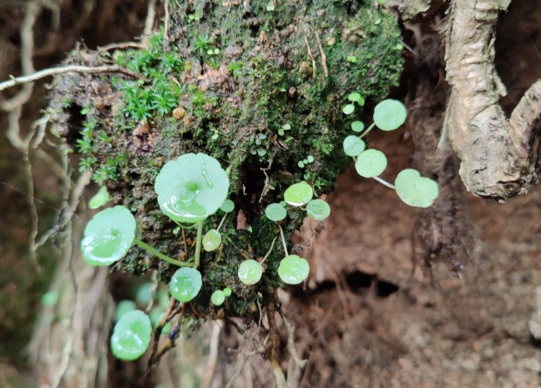 Sentier « les Roitelets » (Landeronde)