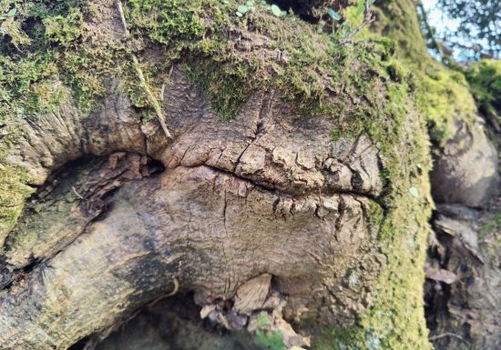 Sortie nature – Sur le sentier des Trognes