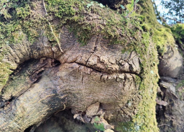 Sortie nature – Sur le sentier des Trognes
