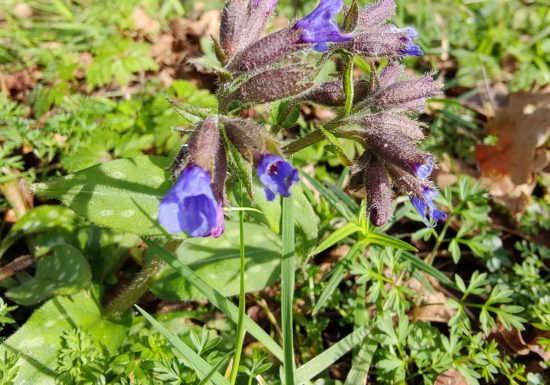 Landeronde chemin de l&rsquo;Ecureuil (accès ligne de bus Impulsyon n°14- arrêt Saulnier))